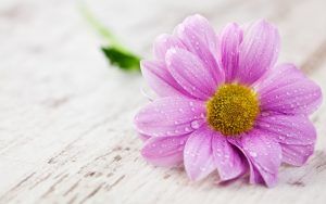 Flor rosada con gotas de rocio